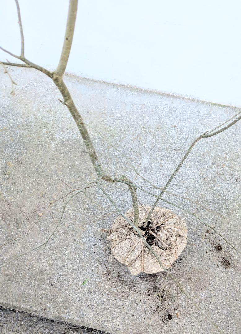 山採りアオハダ。