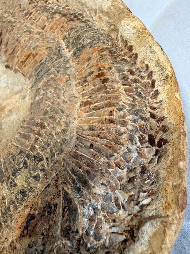 【白亜紀・本物】古代魚の化石 1139g 全身 18cm 鱗まで鮮明