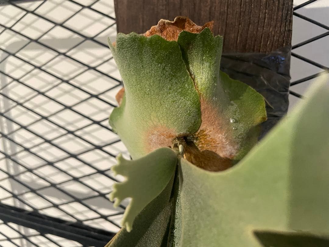 ア*カ様 ビカクシダ　OMG×bacteria spore