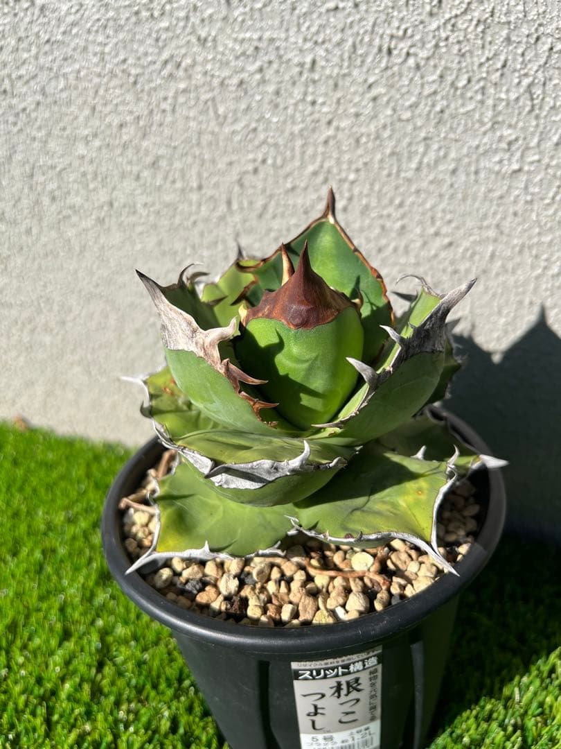 アガベ 白犀牛　OC 親株出品　ライズ血統　コレクション株　大株　親株出品