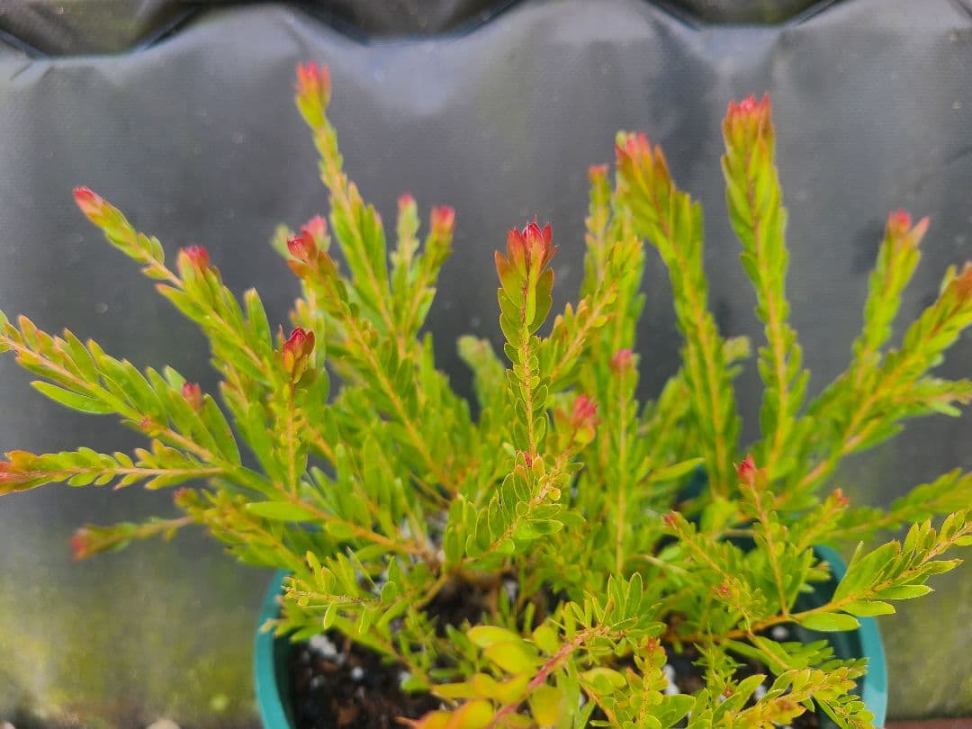 新品種アカシア「レッドハート」6号鉢②