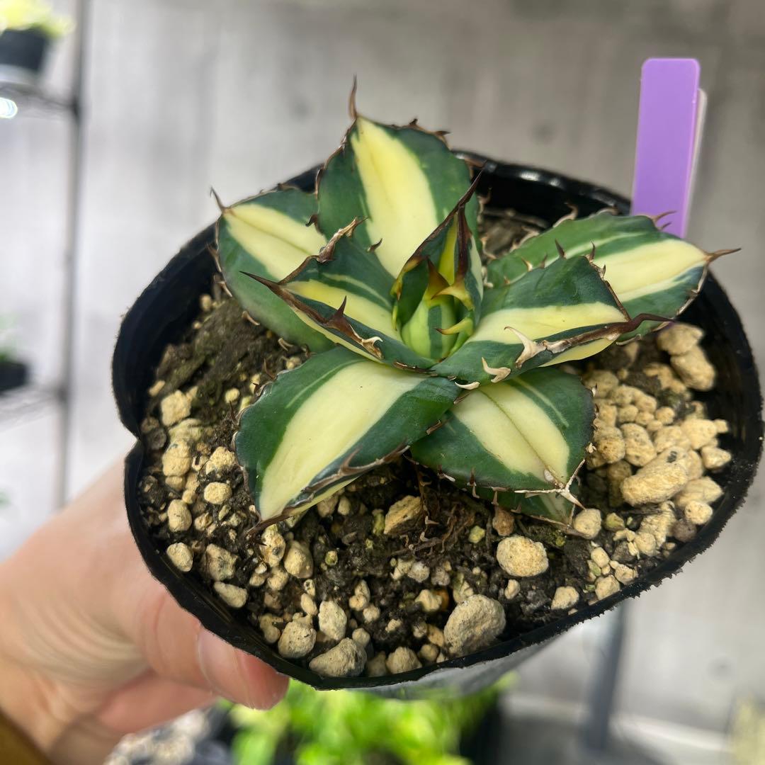 アガベ 太陽神黄中斑入り抜き苗発送