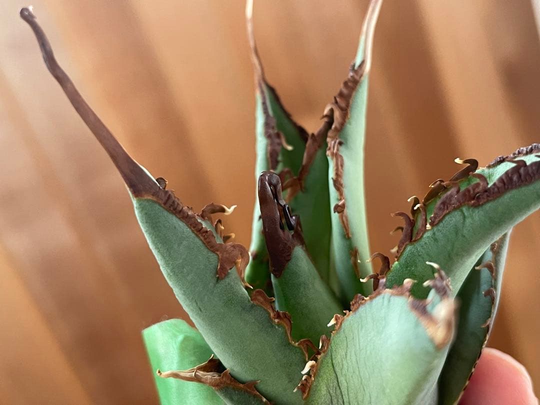 【REZA産】イラン株　選抜　アガベ　TARANTULA 特大　長棘