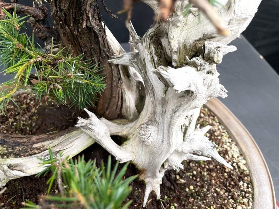 三河盆栽　盆栽愛好家在庫放出セール　杜松　盆栽