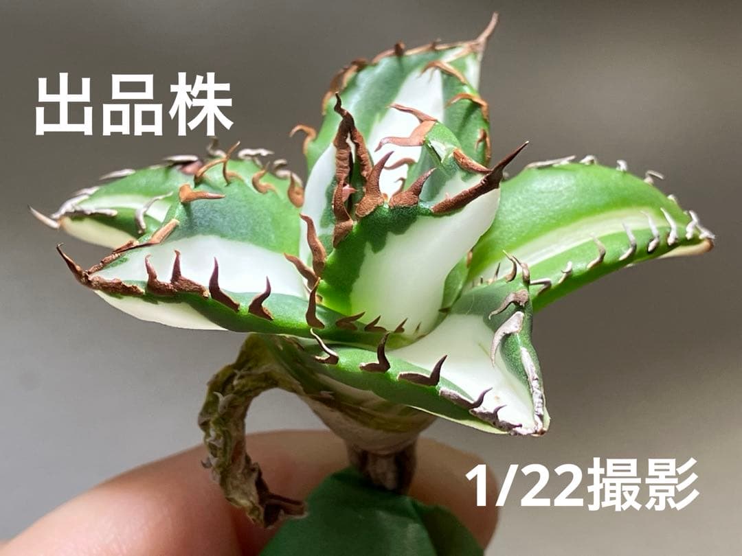 サ*店様 【オークション】選抜　強棘　美株　アガべ　チタノタ　太陽神錦　白中斑