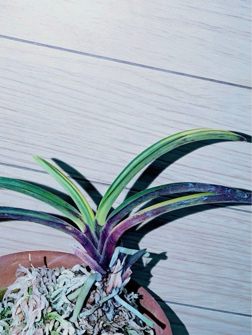 【迎春特別出品】富貴蘭「至楽」別格稀貴品