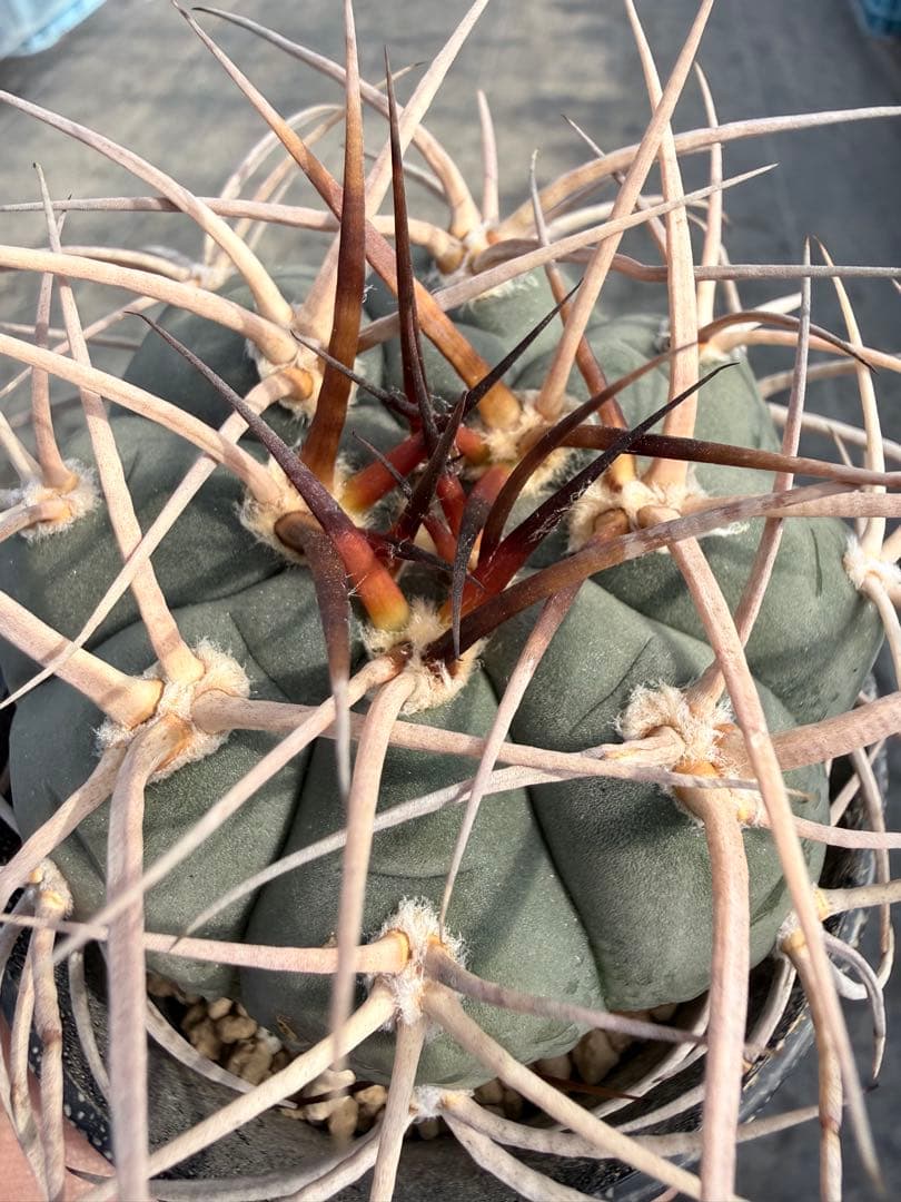 光琳玉　ギムノカリキウム　天平丸　魔天竜