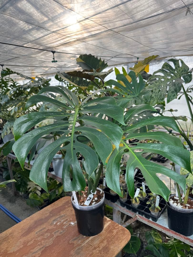Monstera deliciosa Form 6｜BKK 最優秀賞株と同系統
