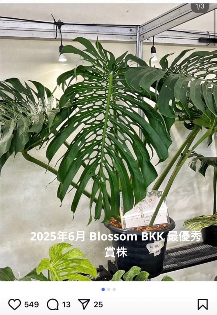 Monstera deliciosa Form 6｜BKK 最優秀賞株と同系統