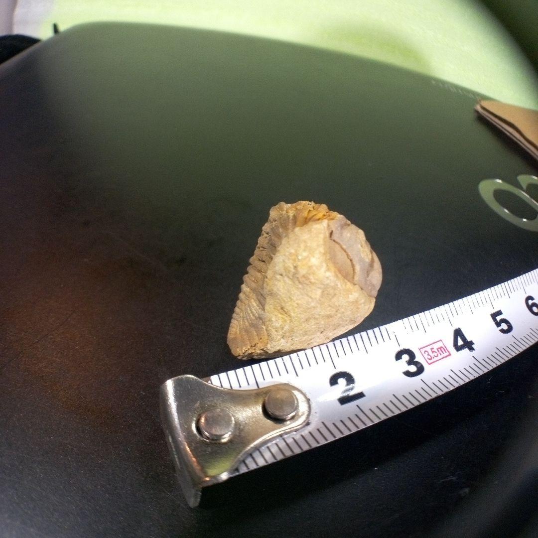 三葉虫　化石　fossil　海　ボリビア産　trilobite　海生動物判別⑤