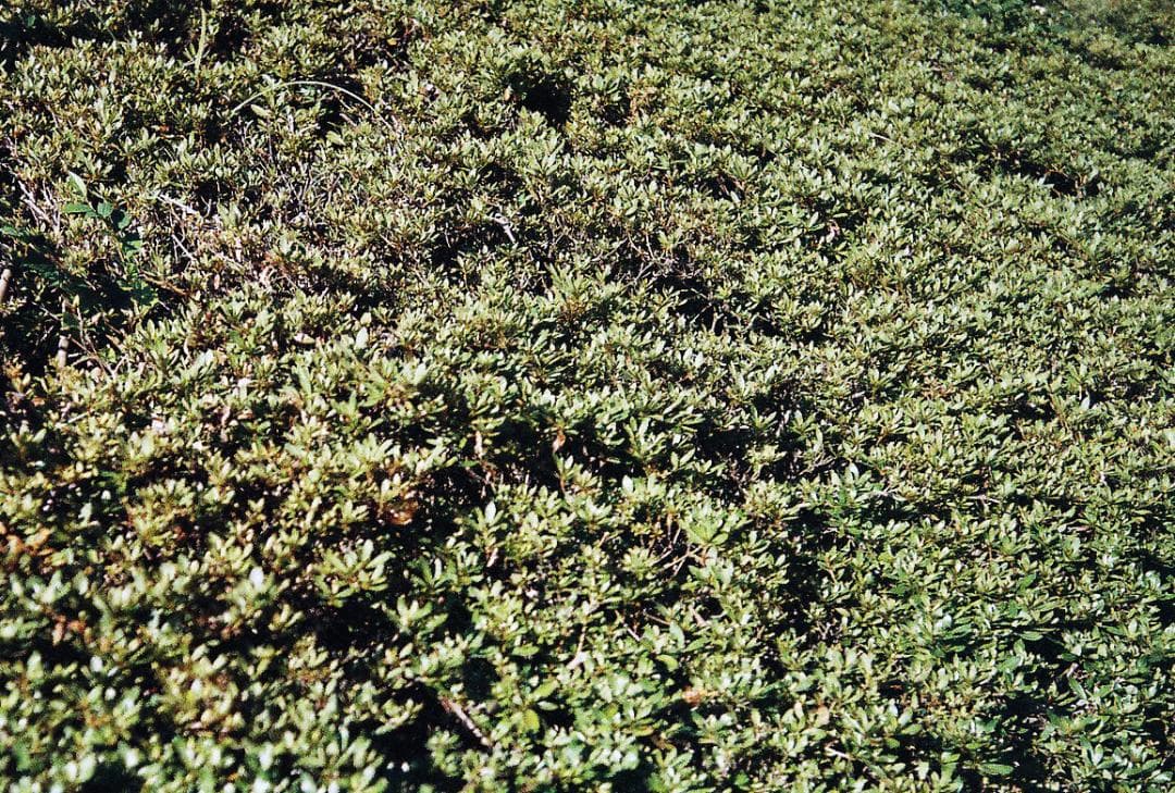 OLYMPUS μ (mju) コンパクトフィルムカメラ 電池付き 試写有り