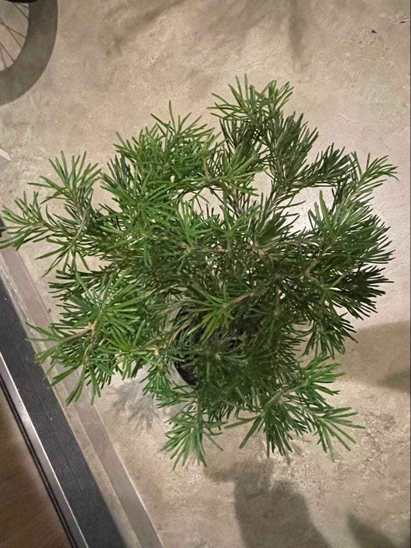 バンクシア　バースデーキャンドル　w約44cm