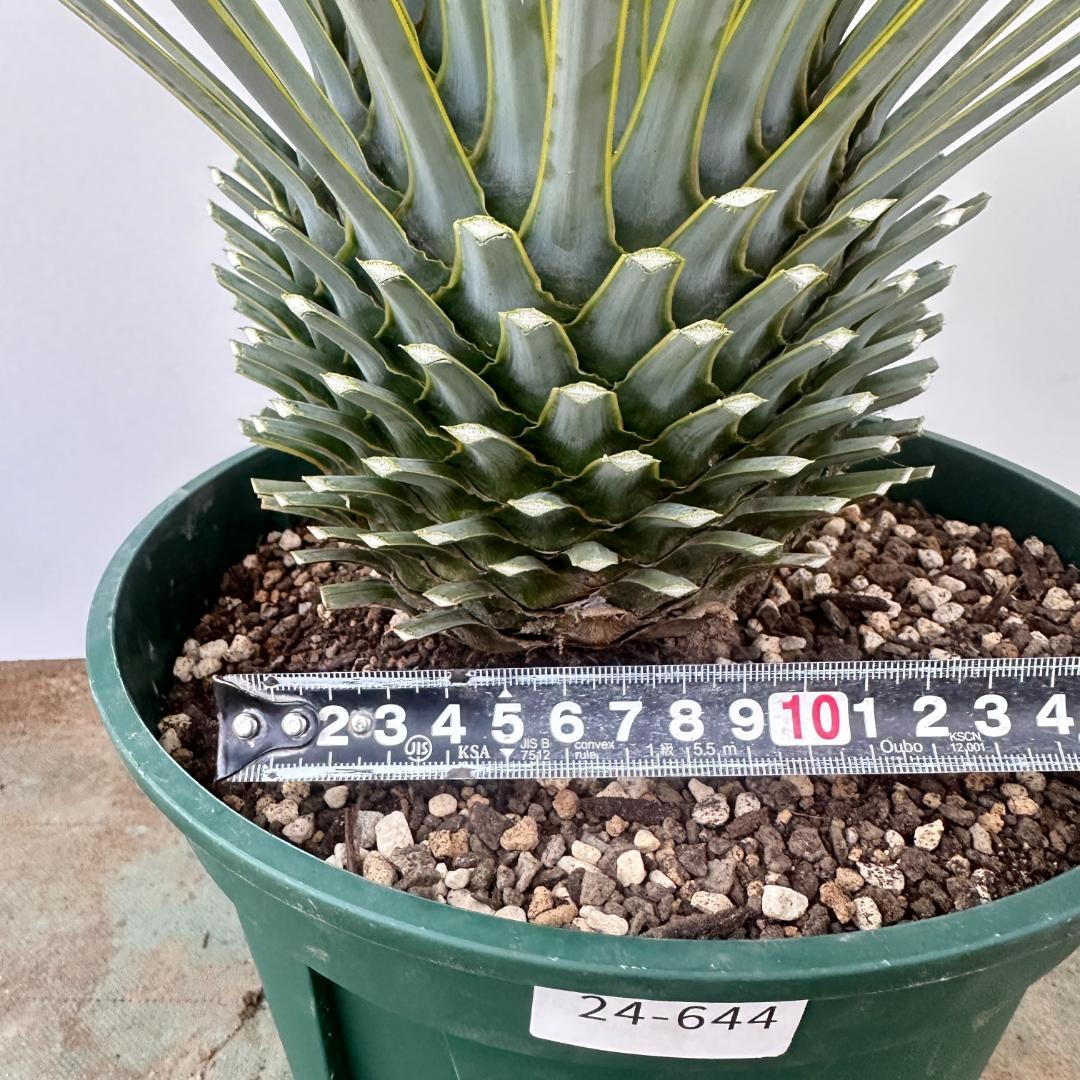 ユッカ　ロストラータ【24-644】超美形　シルバーブルー