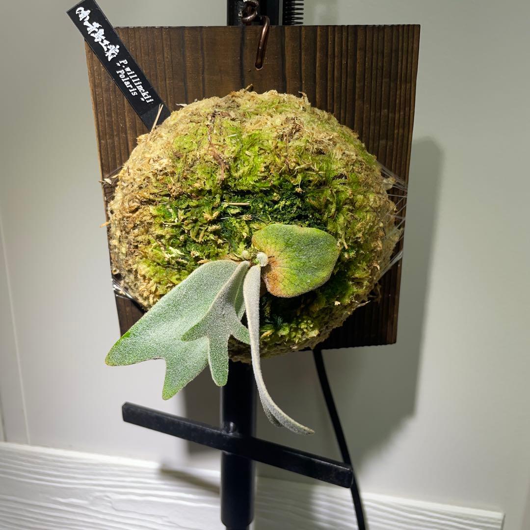 ビカクシダ P.willinckii Polaris ポラリス　子株　#5