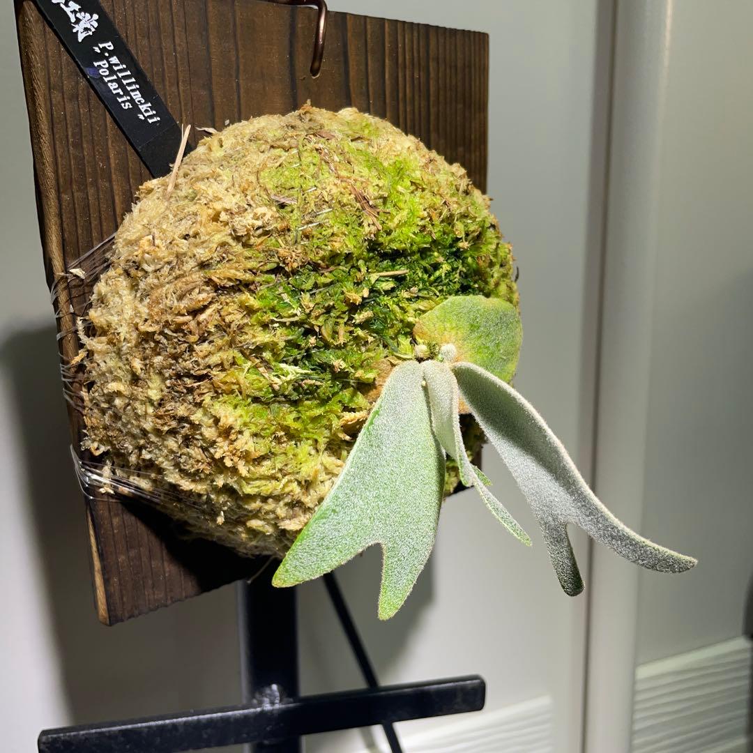 ビカクシダ P.willinckii Polaris ポラリス　子株　#5