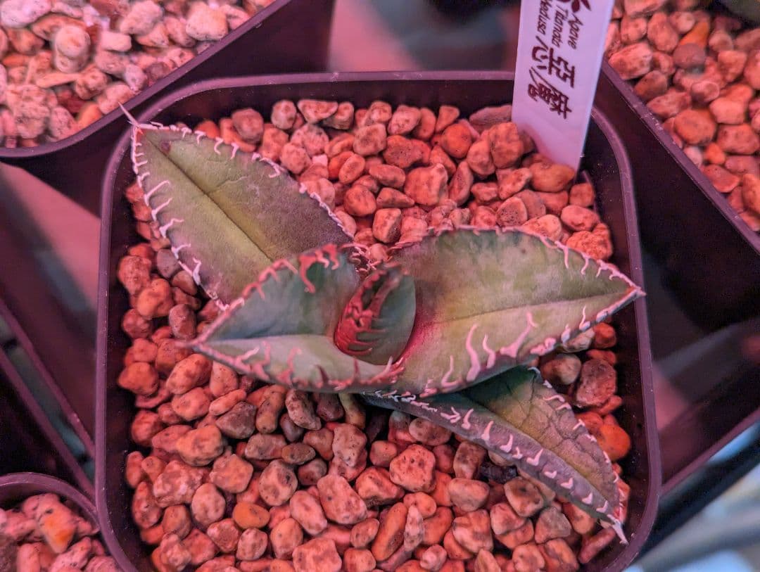 チタノタ「Sicilia産 惡魔」超良型 タグ鉢付き