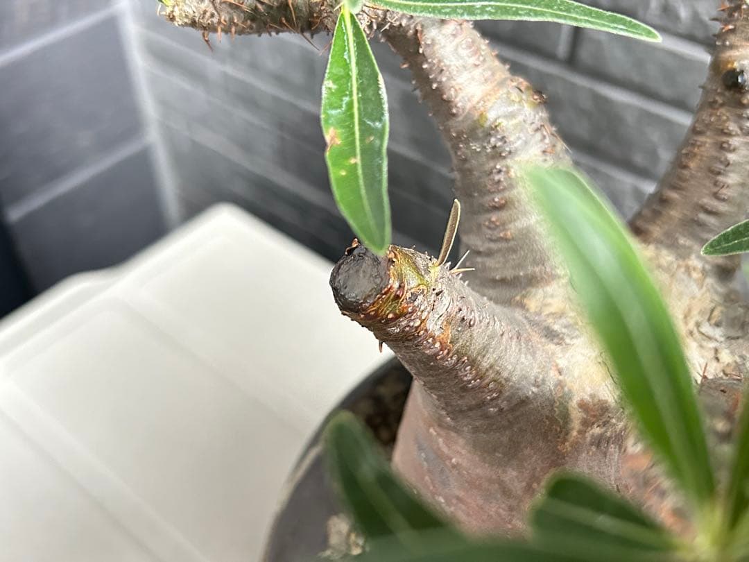 パキポディウム グラキリス【美株】鉢・受皿付き 現地株 現地球