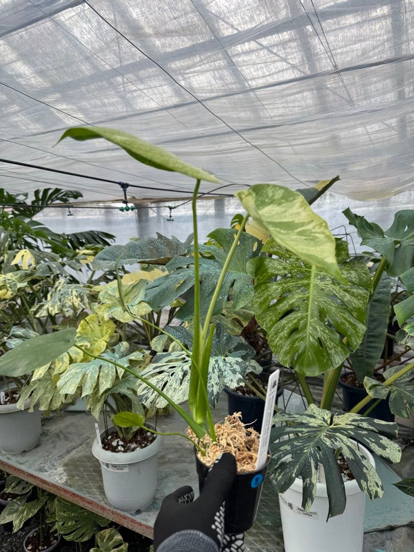 8モンステラ　デリシオーサ　ミント　トリカラー