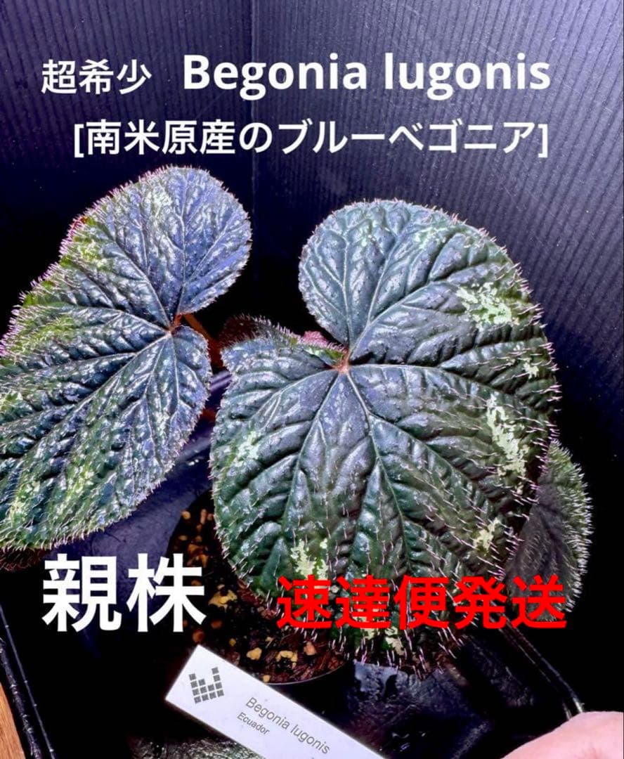 P.g様 リクエスト 2点 まとめ商品