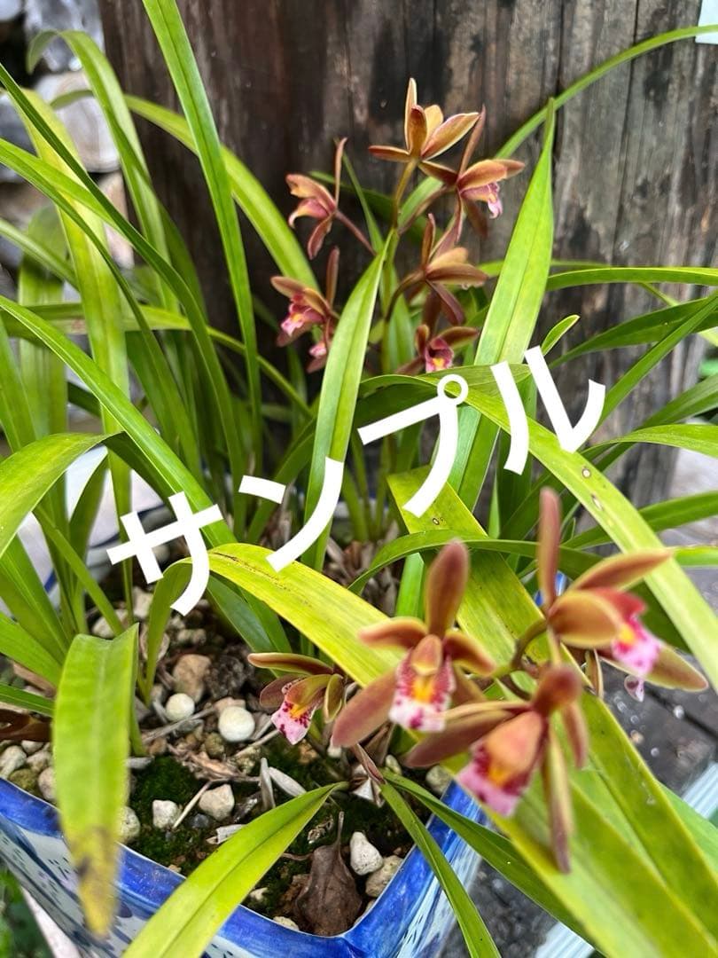 ⭐️キンリョウヘン３ポットＣセット　 新芽あり。（花芽か不明、花色→赤または黄）