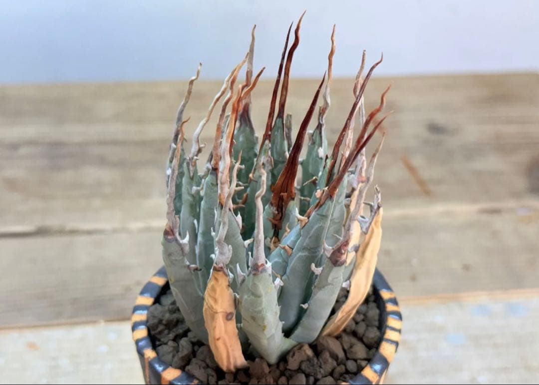 エボリスピナ【発根済】【現地球】【ramat鉢】