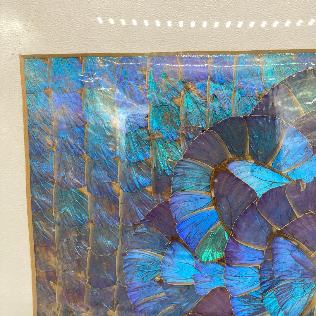 【レア】　モルフォ蝶　標本　アート 美術　芸術　昆虫　チョウ
