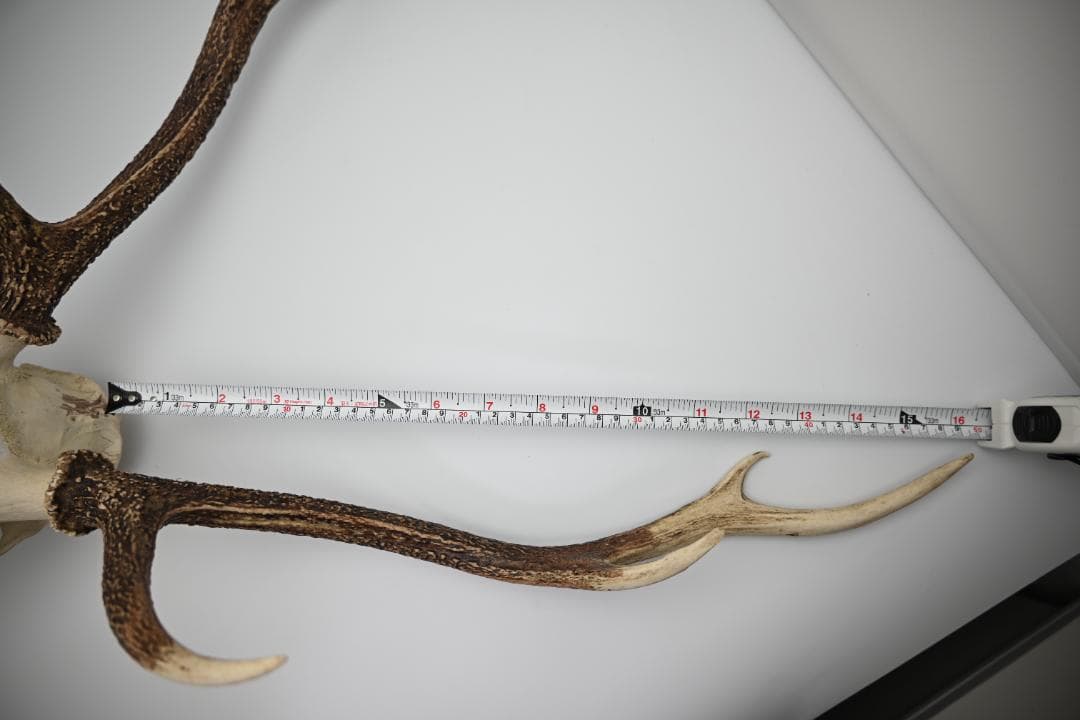 置物 壁掛け 刀置き 頭骨付き 上歯付き 鹿の角 2024年産