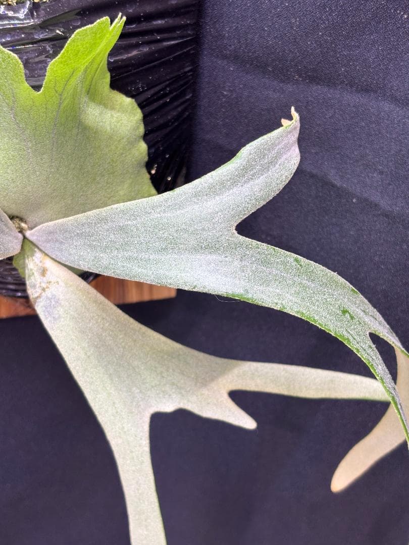 P. willinckii Bogie 波奇 子株 板付け OC ビカクシダ