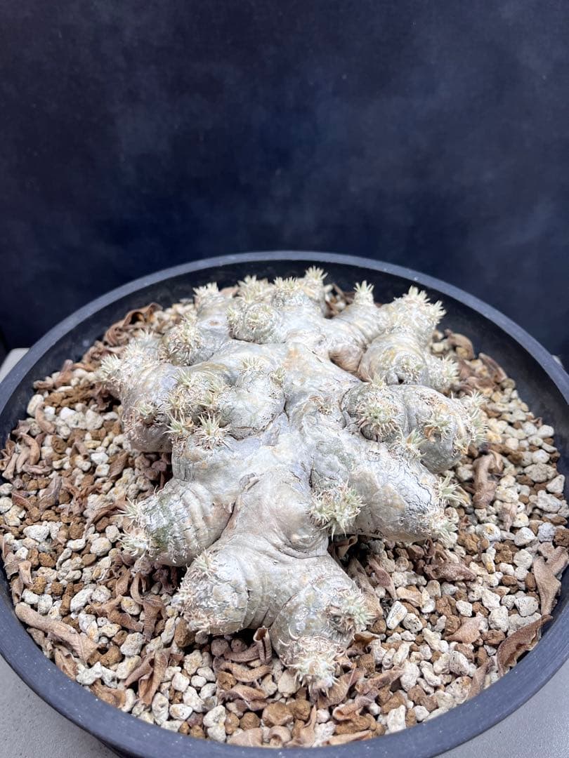 特大株　パキポディウム ブレビカウレB12