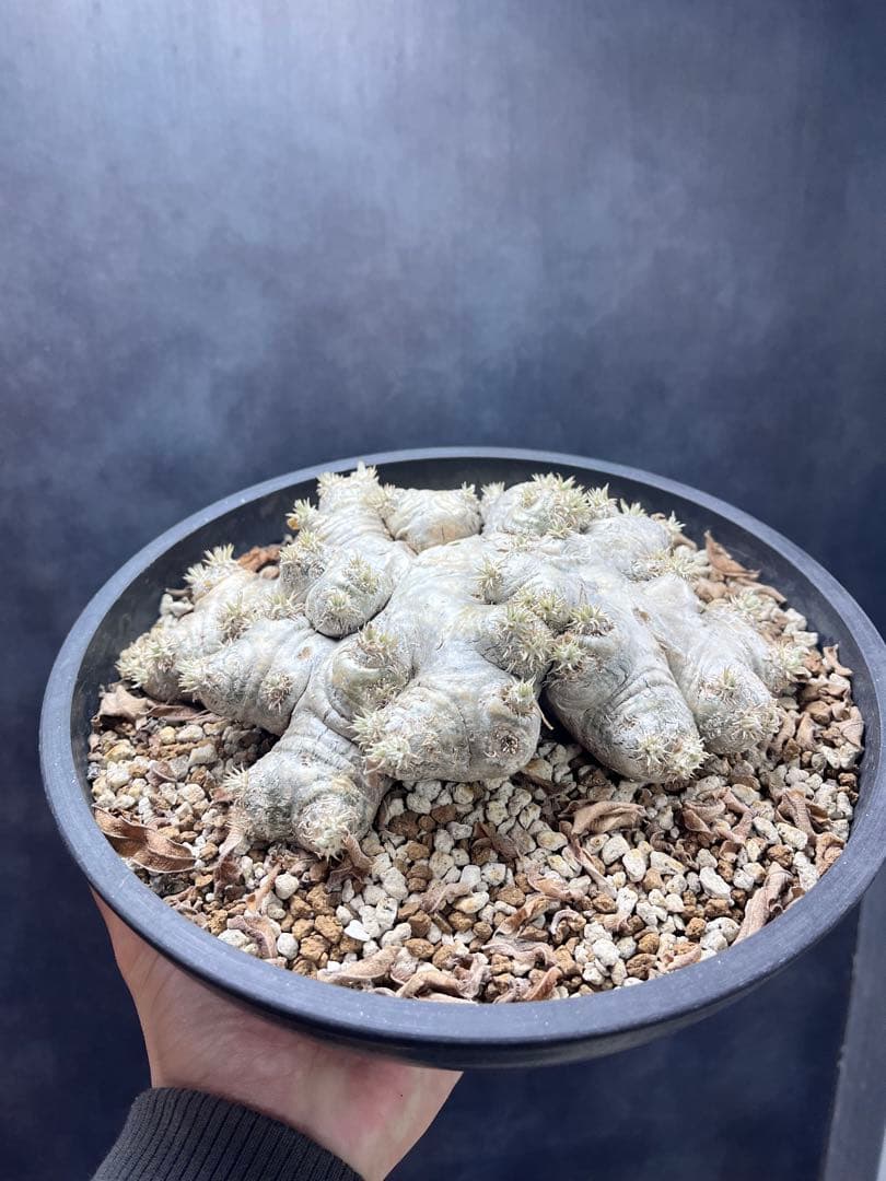 特大株　パキポディウム ブレビカウレB12