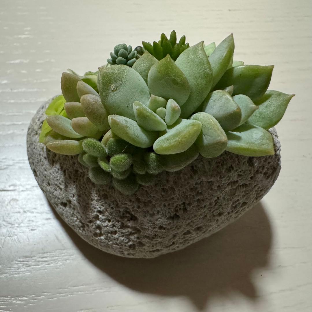 多肉植物 寄せ植え 軽石鉢 エケベリア セダム ネルソル なし ロックガーデン