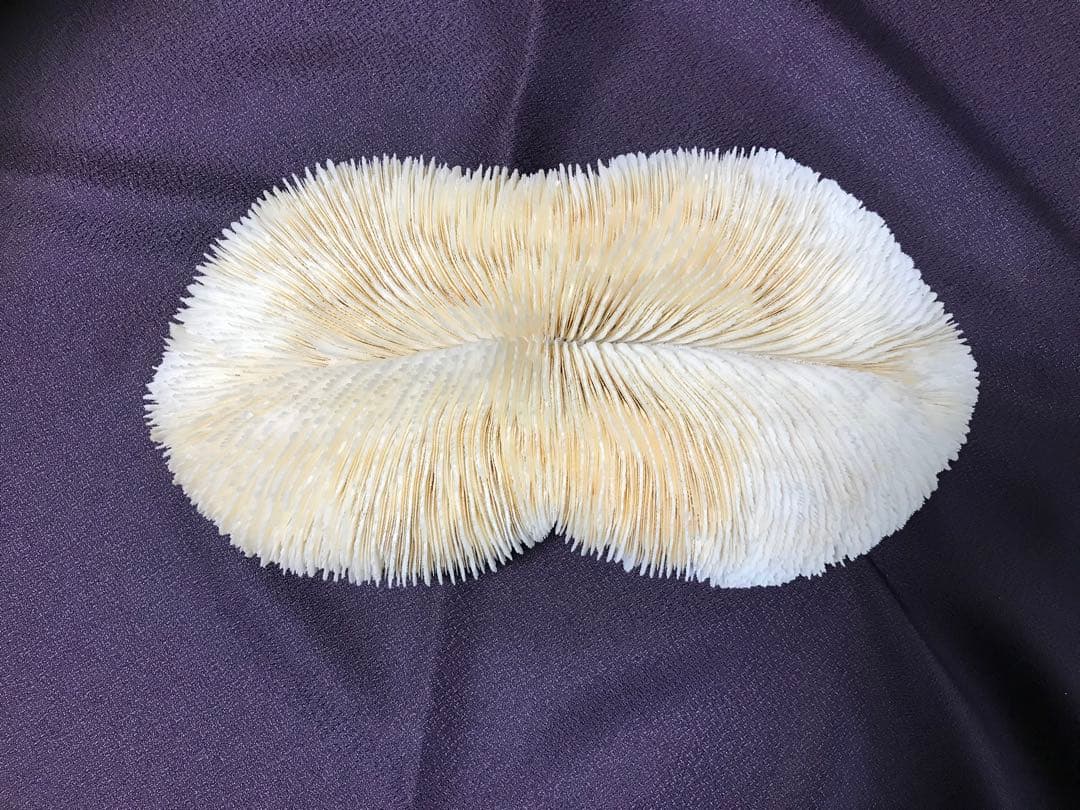 ❗️夏 珍品 平珊瑚❗️ 海からの自然の 贈り物❗️ とっても綺麗