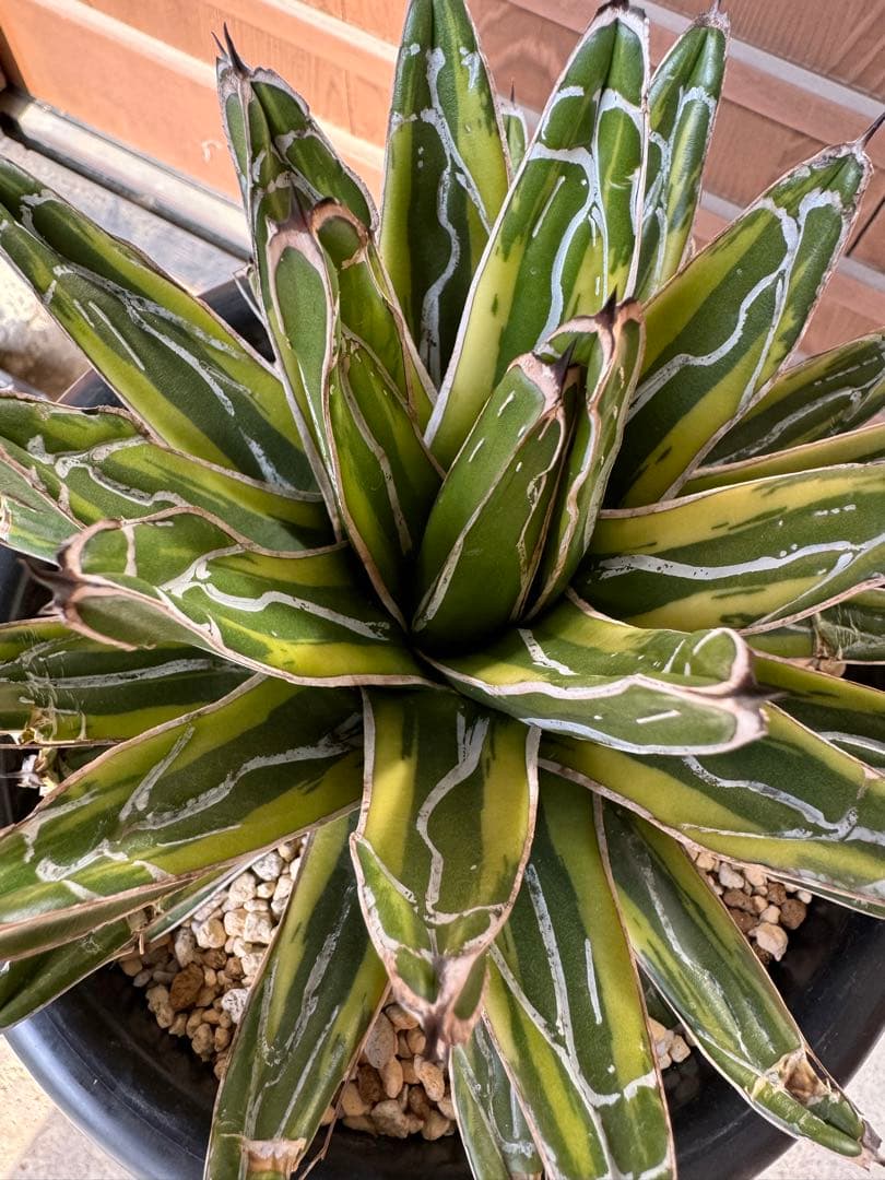 アガベ Agave victoriae-reginae variegata 176