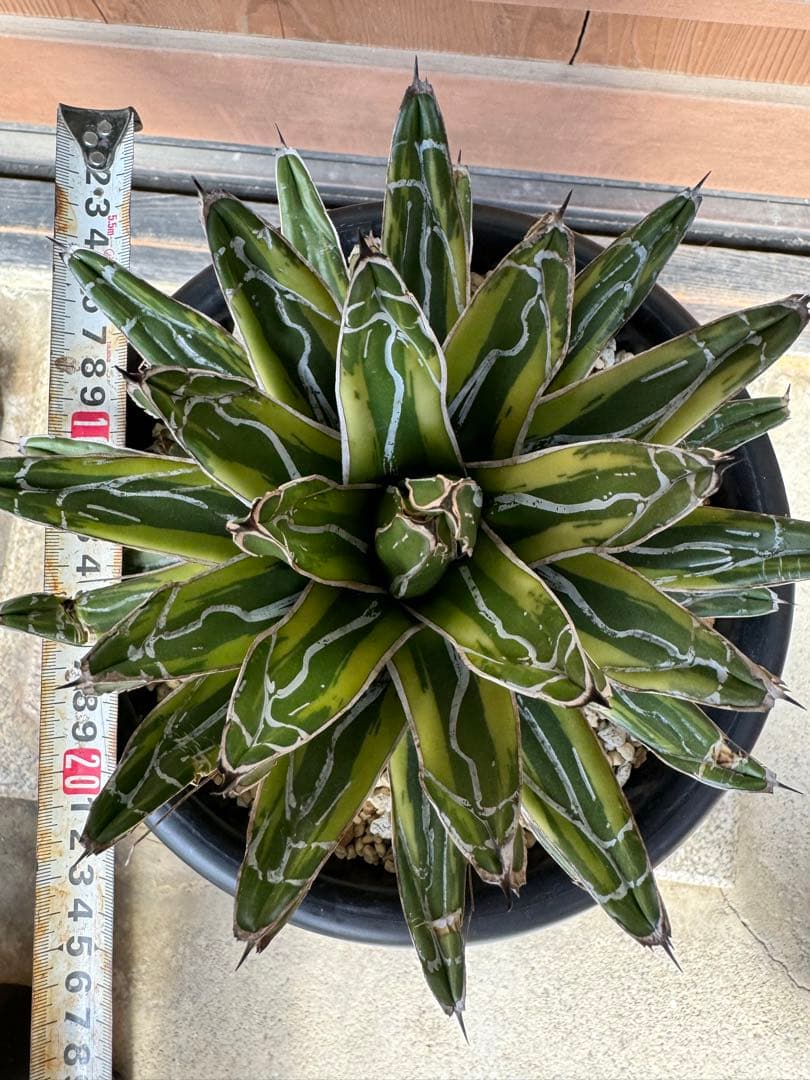 アガベ Agave victoriae-reginae variegata 176