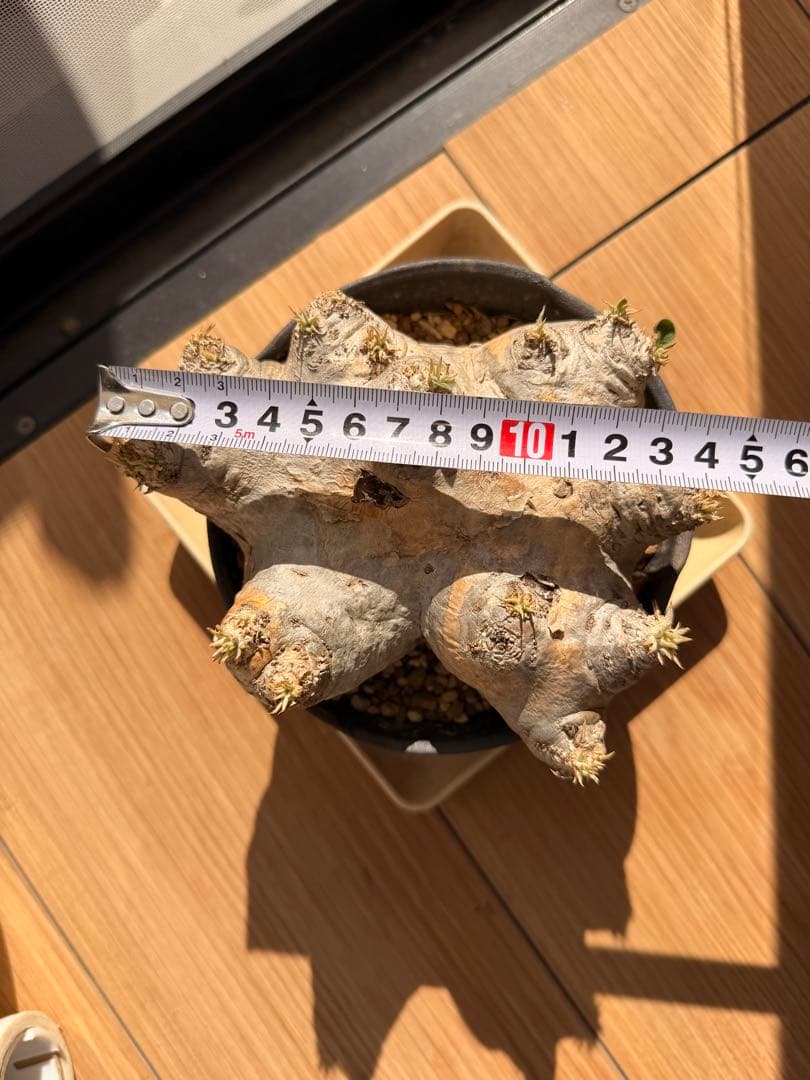 パキポディウム 恵比寿笑い