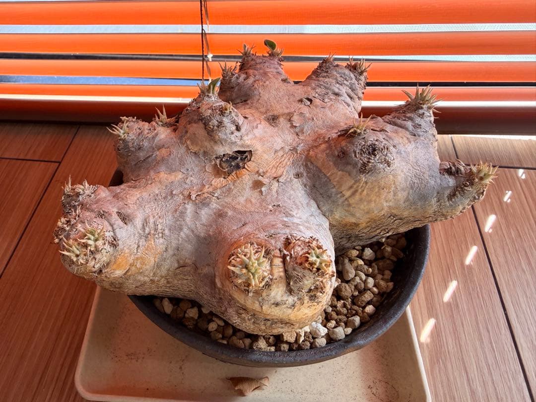 パキポディウム 恵比寿笑い