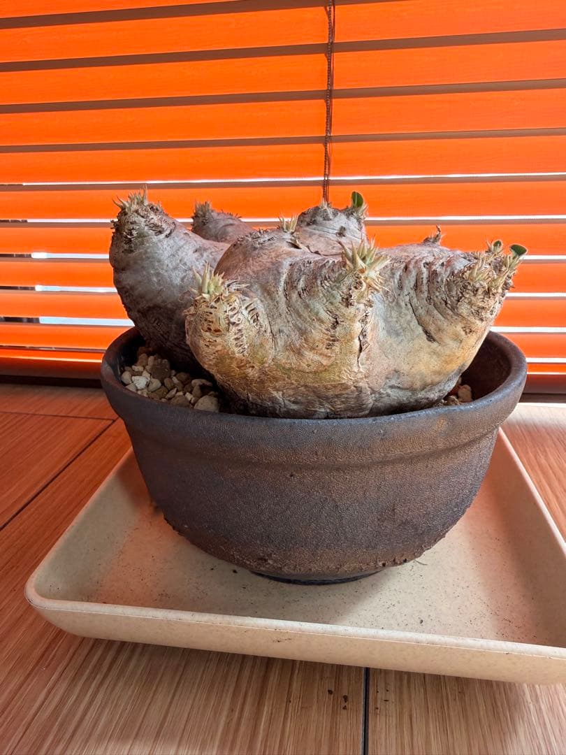 パキポディウム 恵比寿笑い