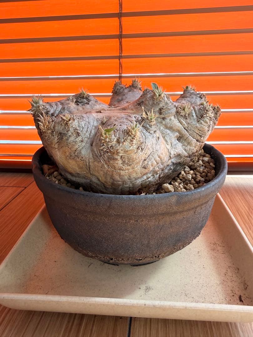 パキポディウム 恵比寿笑い