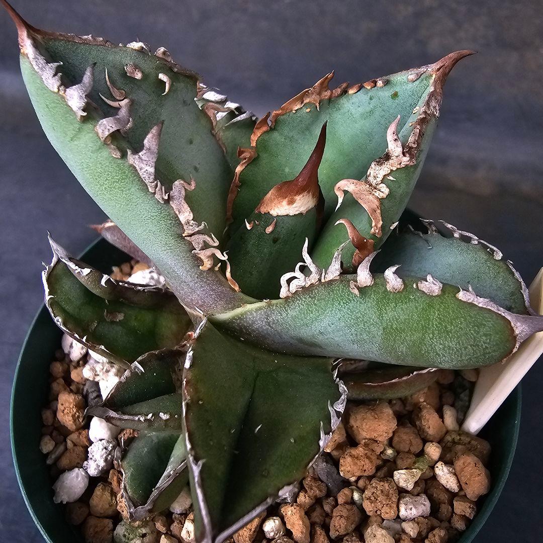 メルカリ便発送&ロウルサンコさんラベル付き☆アガベ ロック