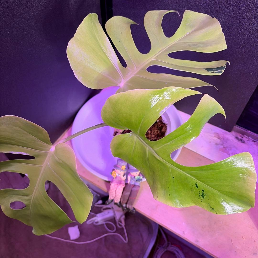 て*ち様 超鮮やか‼️モンステラデリシオーサ　 ライトライム　グリーン斑入り選抜