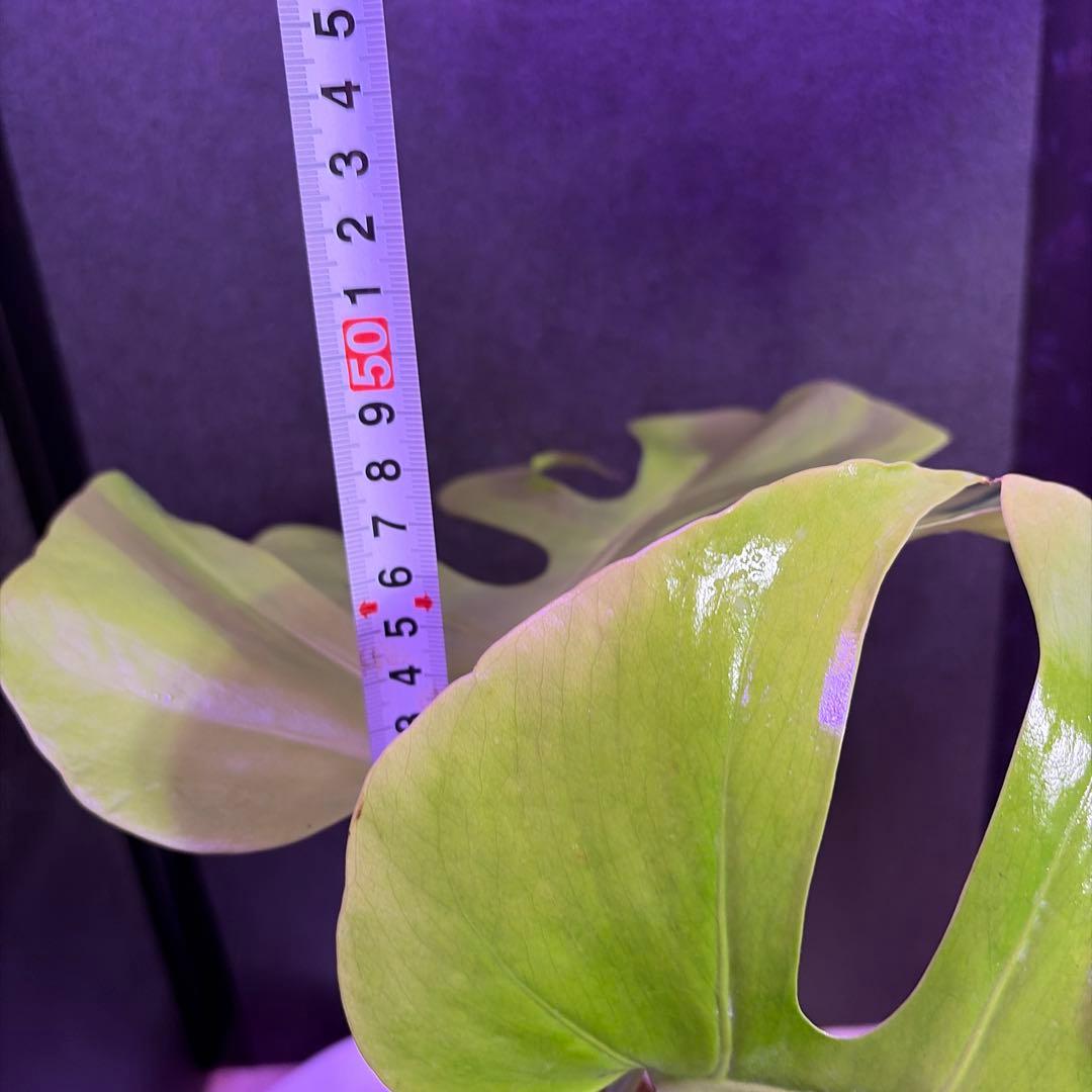 て*ち様 超鮮やか‼️モンステラデリシオーサ　 ライトライム　グリーン斑入り選抜