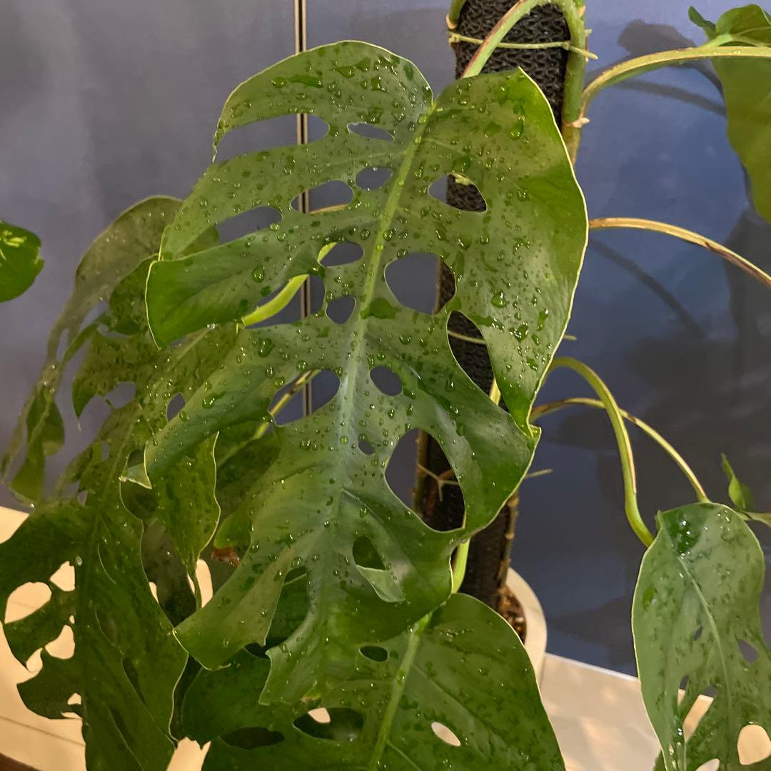 特大 モンステラ デュビア 希少