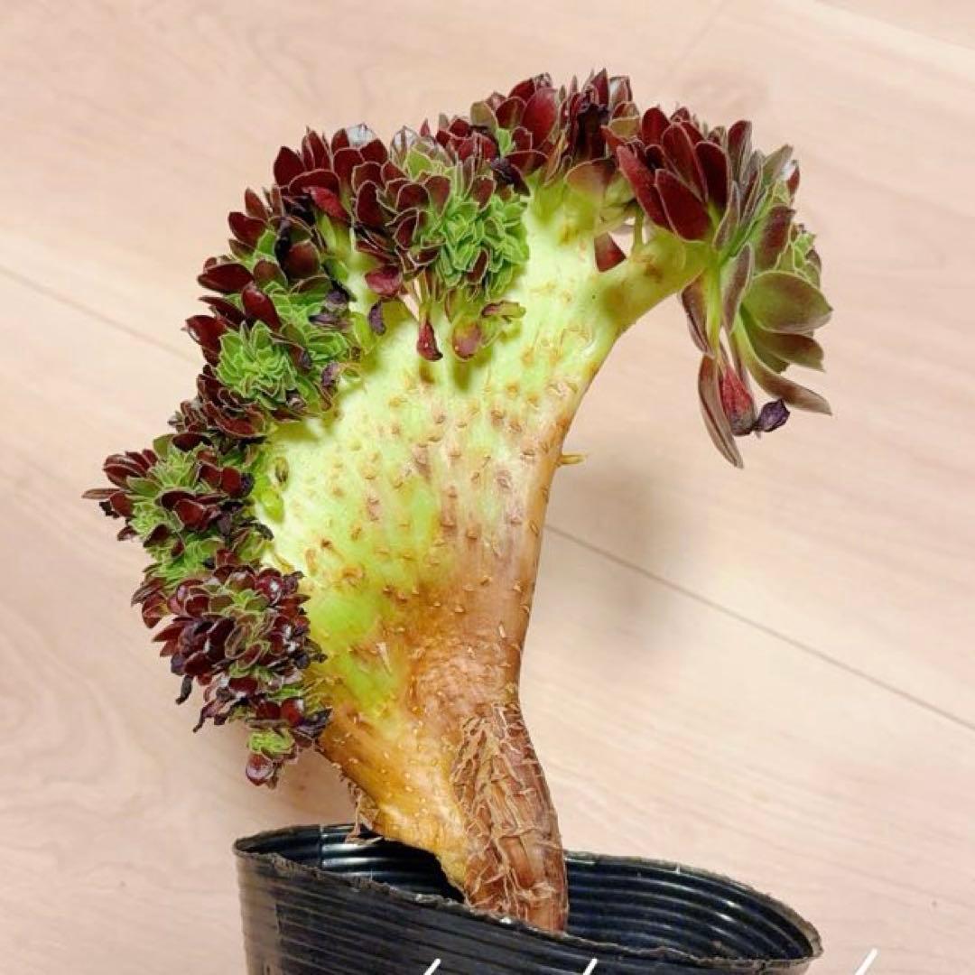 15#多肉植物アエオニウム❤️カシミヤバイオレットセッカ ❤️ 16cm拔き苗
