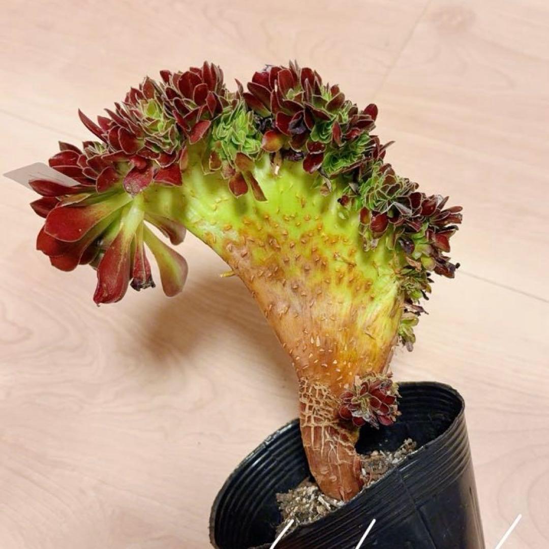 15#多肉植物アエオニウム❤️カシミヤバイオレットセッカ ❤️ 16cm拔き苗