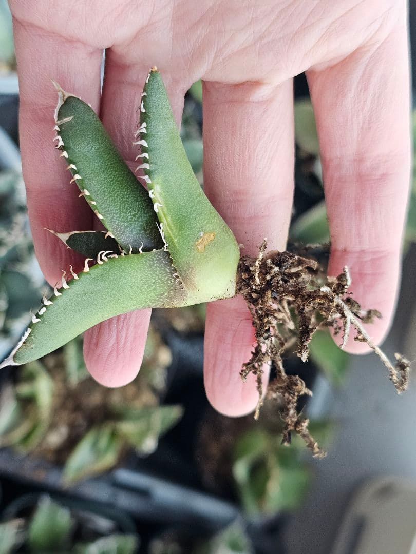 サービス品 激レア 高級品種 妖狐 台湾産正規品 根っこあり 特選