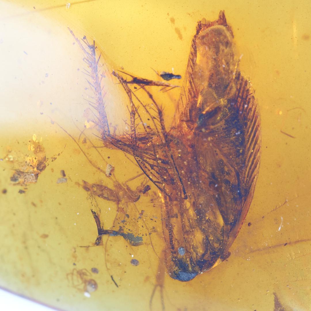 レア極上品 PA100虫入り琥珀化石　ミャンマーカムティかタナイ9900万年前