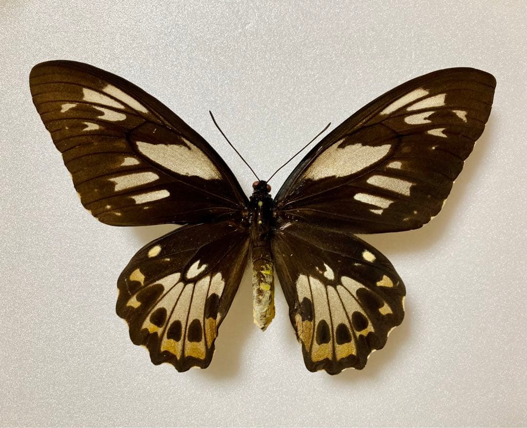 【希少種】ハイブリット型　アカメガネ×ミドリメガネ（1メス、ハルマヘラ島）