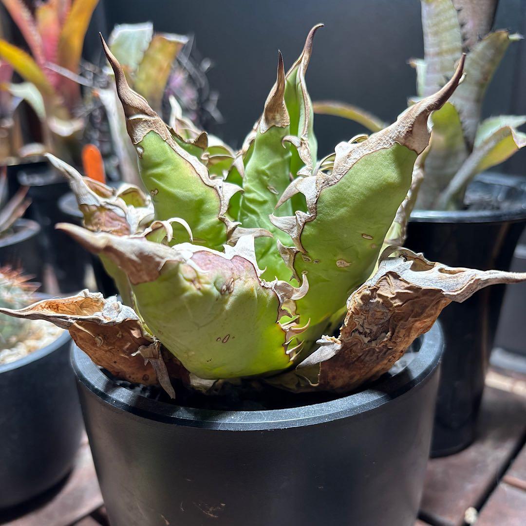 年末特価最終！早い者勝ち！ 子株付き！アガベ　チタノタ　オアハカ　現地球