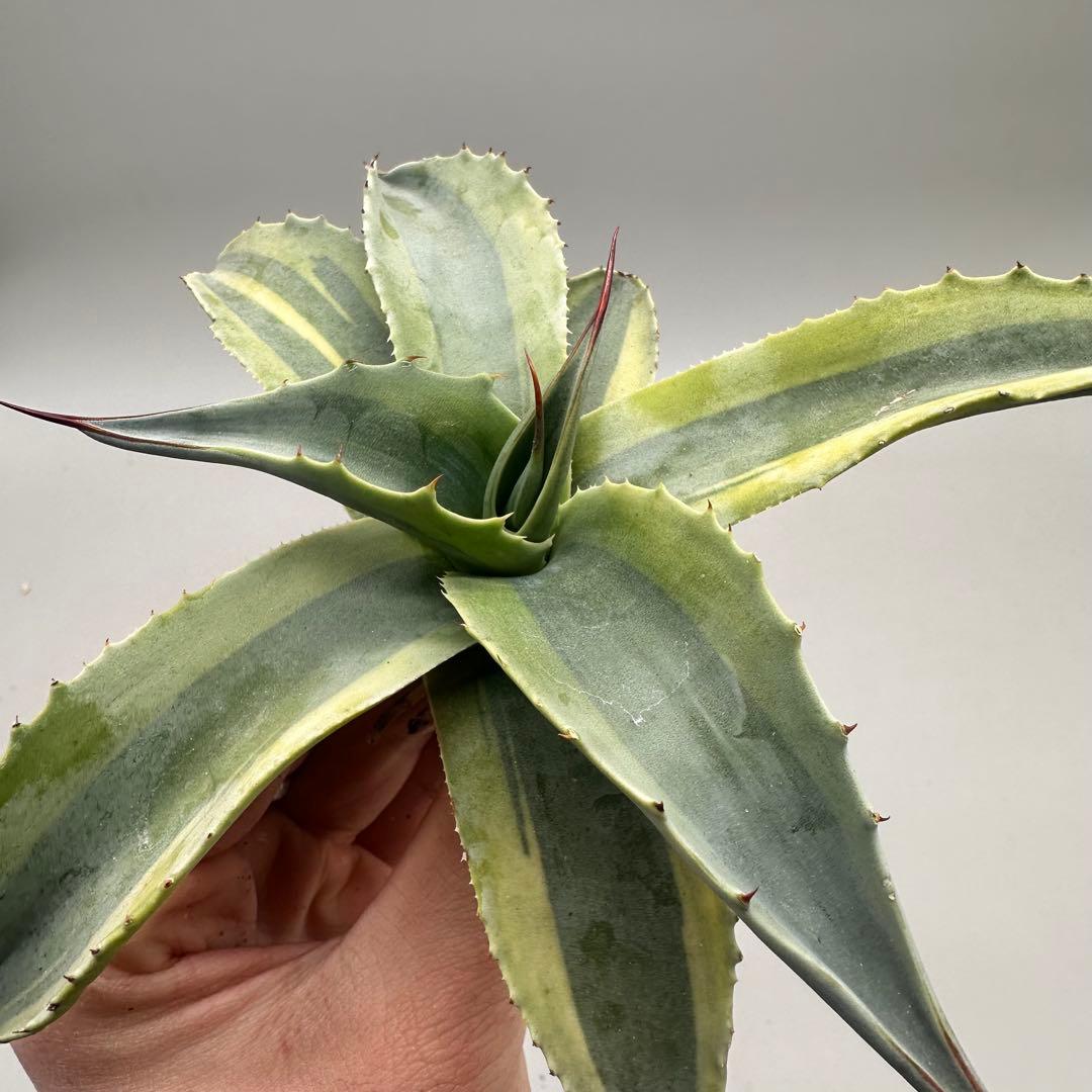 多肉植物・アガベ・チタノタ　オバティフォリア　オルカ　稀少株 激レア！