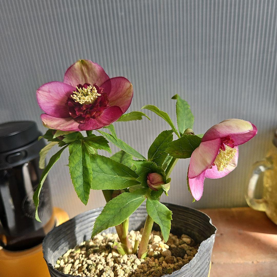 ㉖-219クリスマスローズ